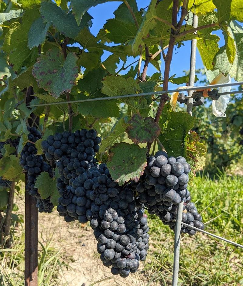 Vignoble KIN Vineyards à Carp (ON) | CanaGuide